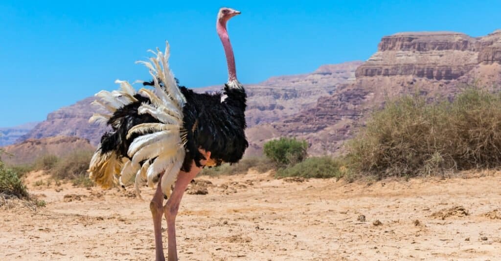 ostrich with feathers out in desert area