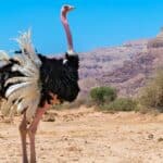 Ostriches have undersized brains and oversized eyes which make them look dumb.