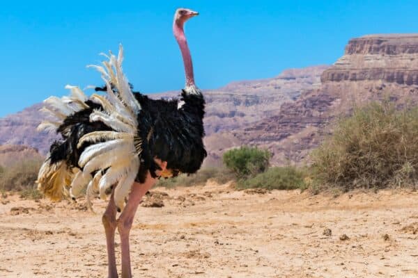 Ostriches have undersized brains and oversized eyes which make them look dumb.