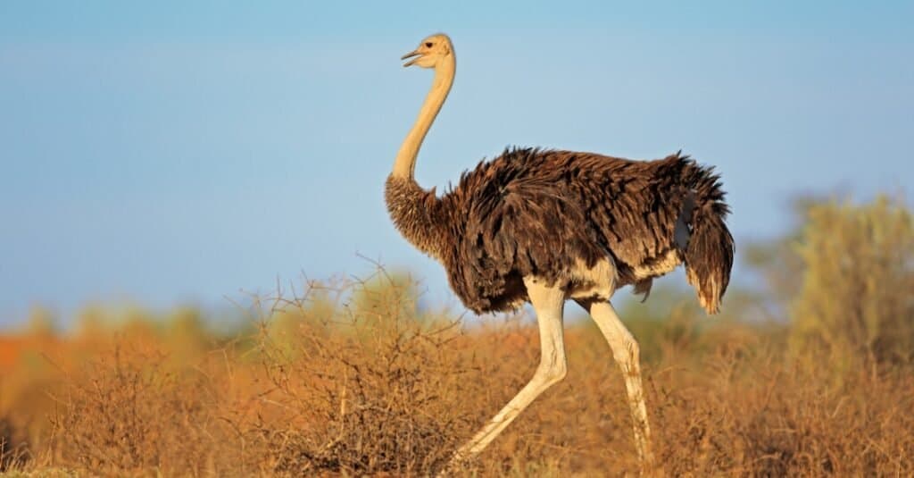 ostrich walking in open field