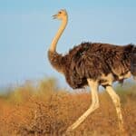 Ostriches rarely attack unless they feel threatened. 