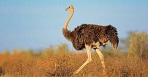 10 Incredible Ostrich Facts Picture