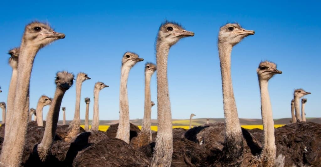 ostrich flock