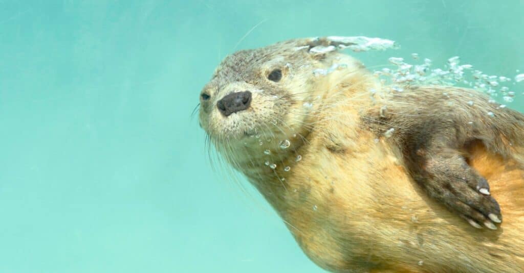 otter swimming in clear water