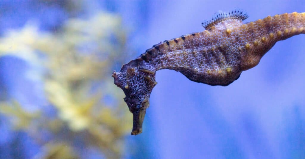 Largest seahorses - Pacific seahorse