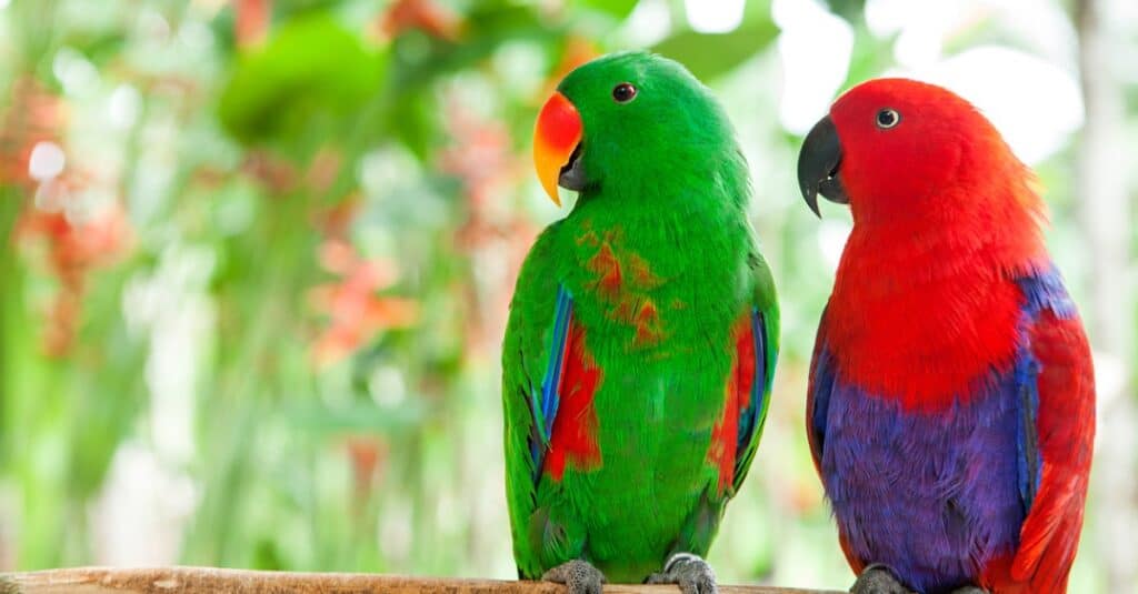 Grand Eclectus parrots