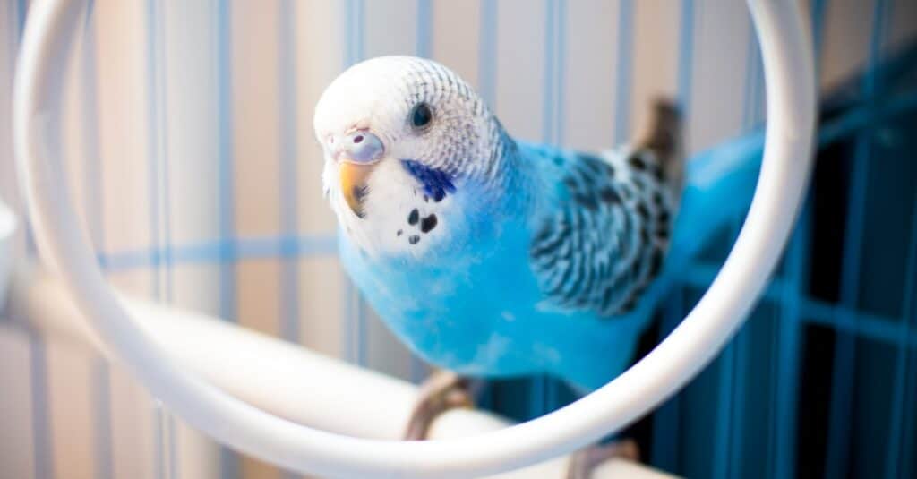 blue parakeet in a cage