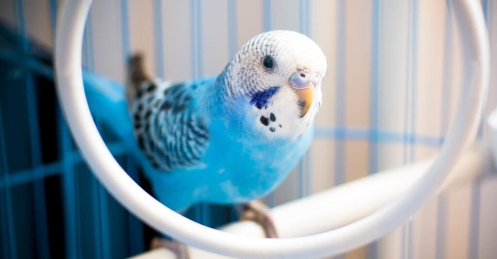 blue parakeet in a cage