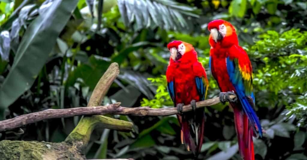 parrots sitting in a rainforest together