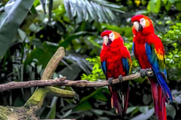 Parrots are the most well-known talking birds. 