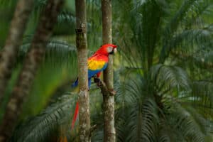 Top 8 Talking Birds in The World Picture