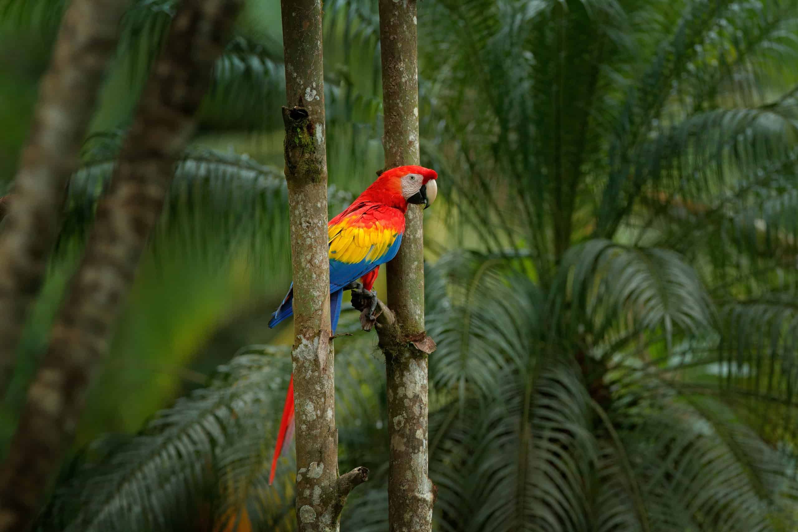 parrot (Psittacine) on tree