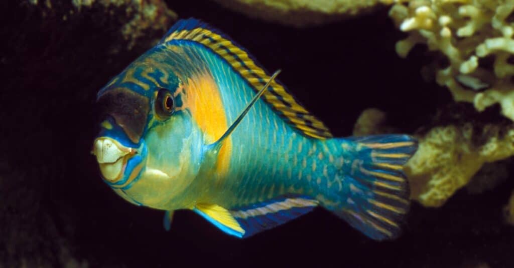 parrotfish in dark water