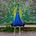 Peacocks, because they are so bright, are easy for predators to spot. 