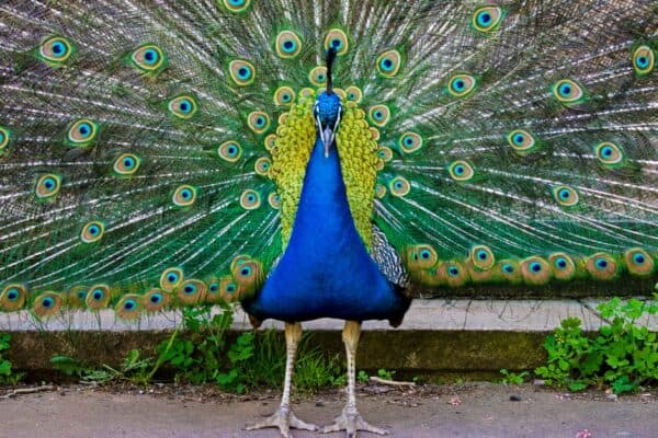 Peacocks, because they are so bright, are easy for predators to spot. 