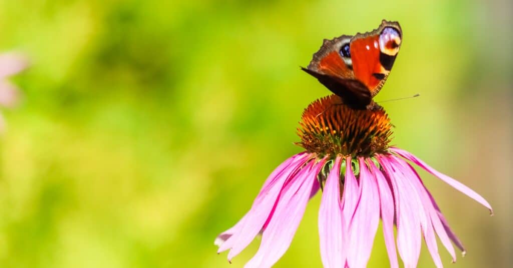 Small Tortoiseshell Butterfly, Peacock Butterfly, Animal Wildlife, Backgrounds, Beauty