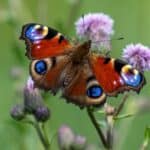 European Peacock
