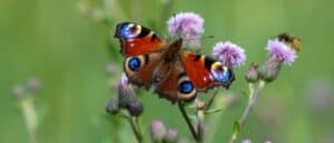 Peacock Butterfly, Animal Body Part, Animal Wing, Backgrounds, Beauty
