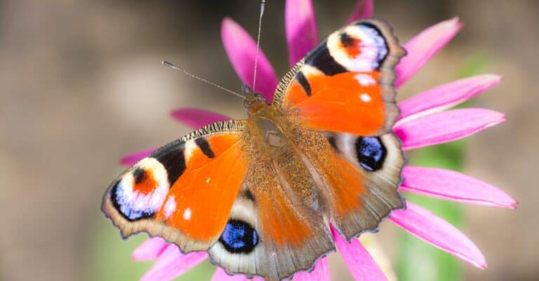 Peacock Butterfly, Animal, Animal Wildlife, Beauty, Biodiversity