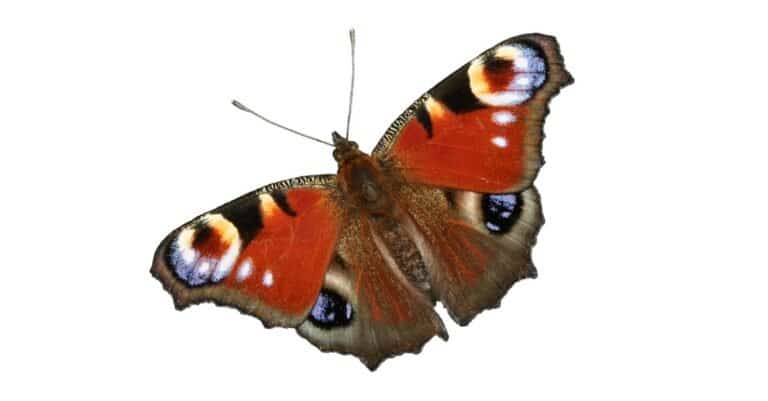 isolated peacock butterfly