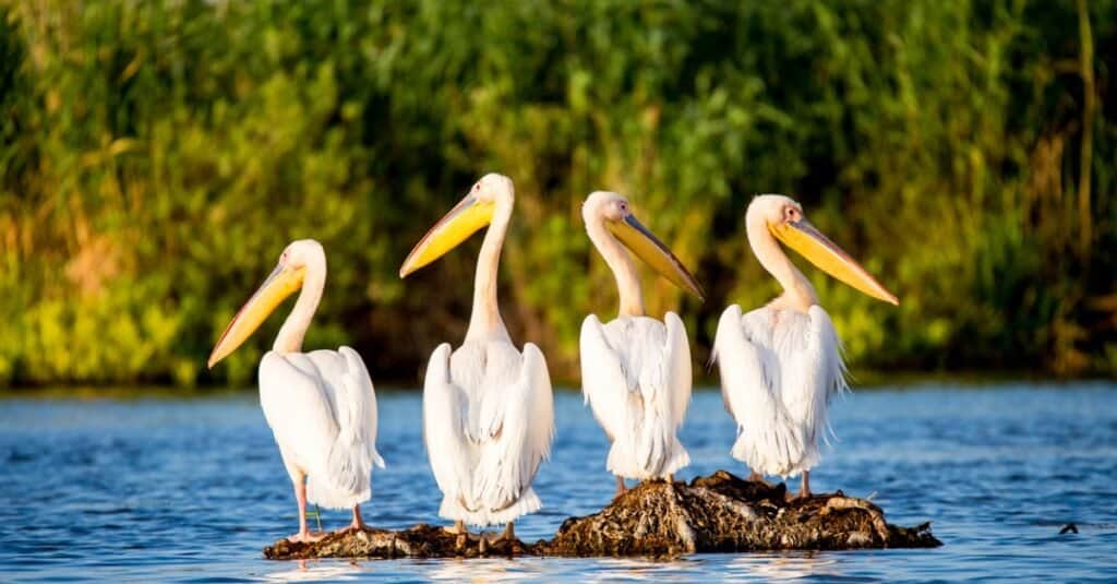 pelicans sitting out on rocks in the water