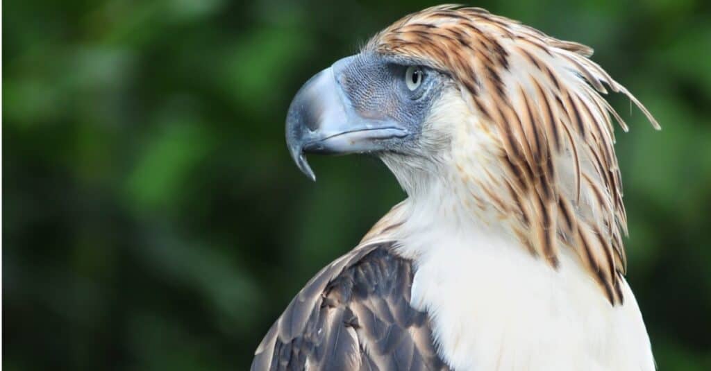 Ten of the Largest Birds of Prey in the World