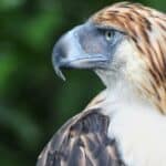 The Philippine Eagle is also known as the 