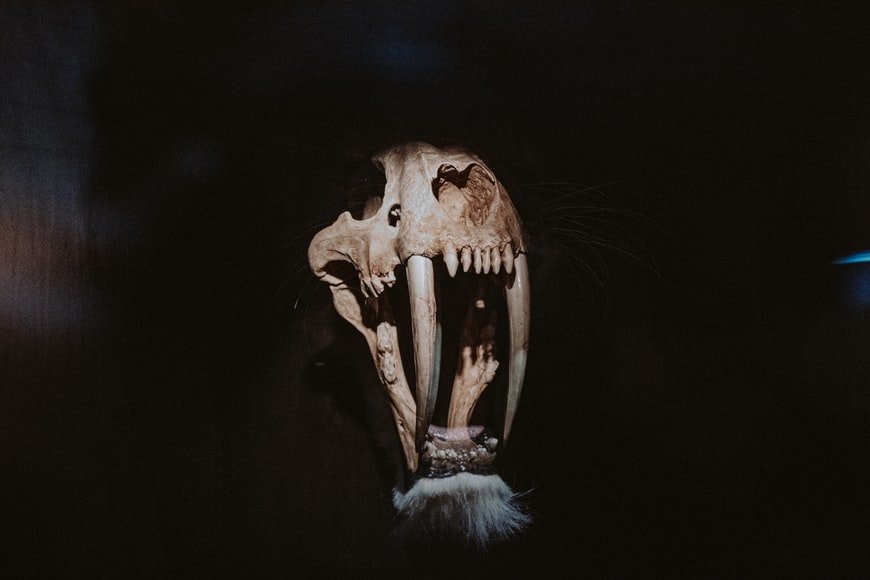 sabertooth skull