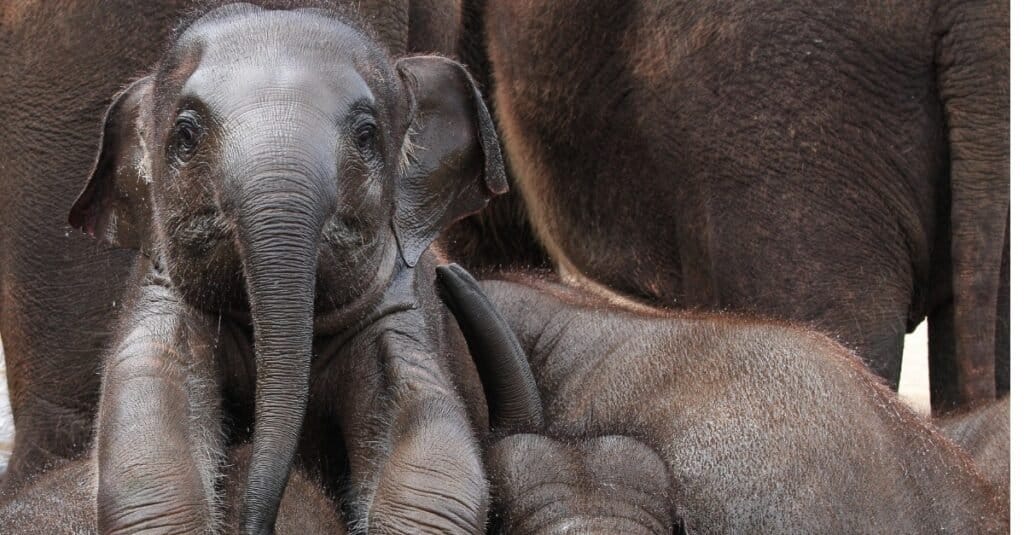 Baby Elephant - Elephant Calf Rest