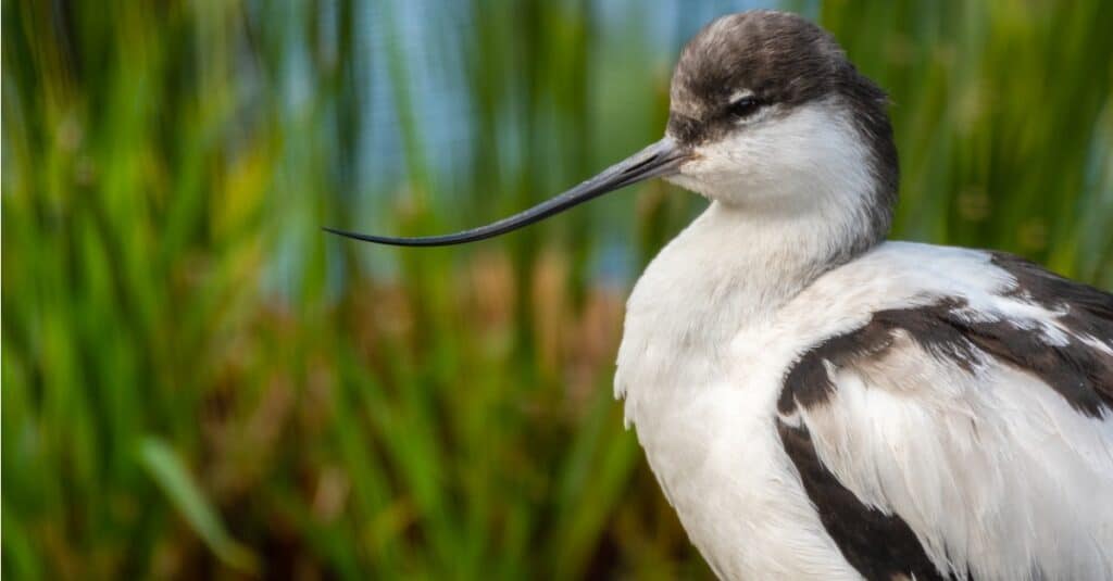 close up of a pied avocet