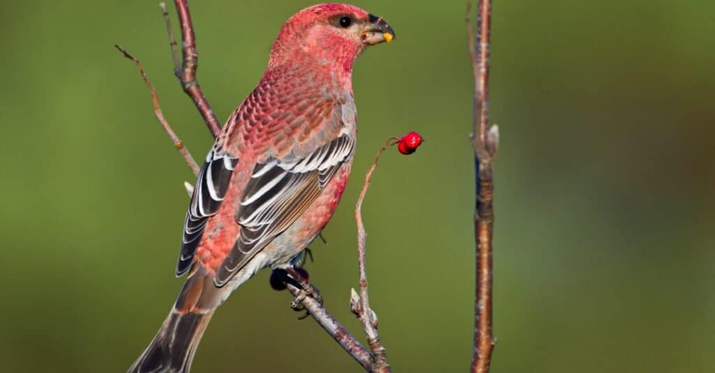 pine grosbeak perched with back to camera