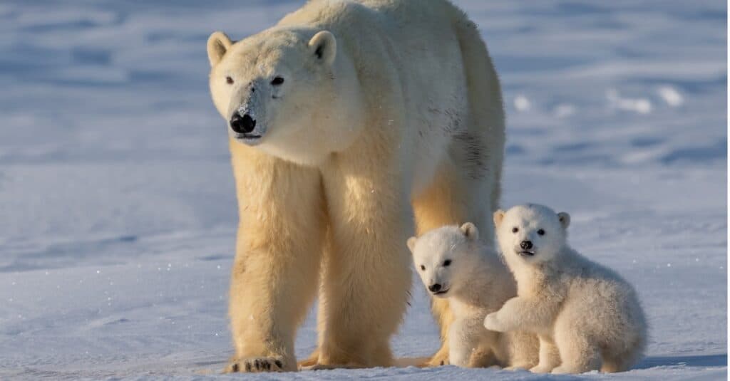 polar bear with cubs