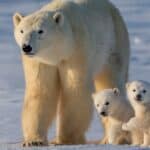 Polar bears engage in this activity partially due to climate change. 