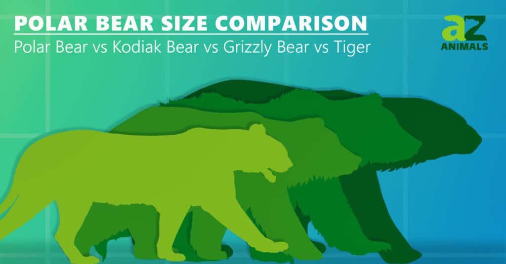 การเปรียบเทียบขนาดหมีขั้วโลก หมีกริซลี่ หมีโคเดียก เสือโคร่ง