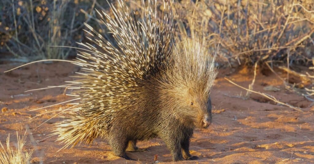 Porcupine with long spines in the dirt