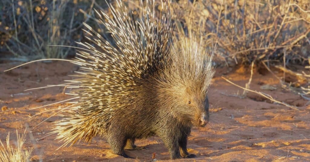 can porcupine quills kill a dog