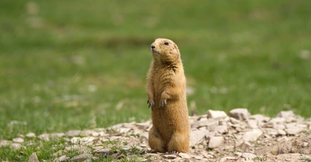 animals that eat young: prairie dog