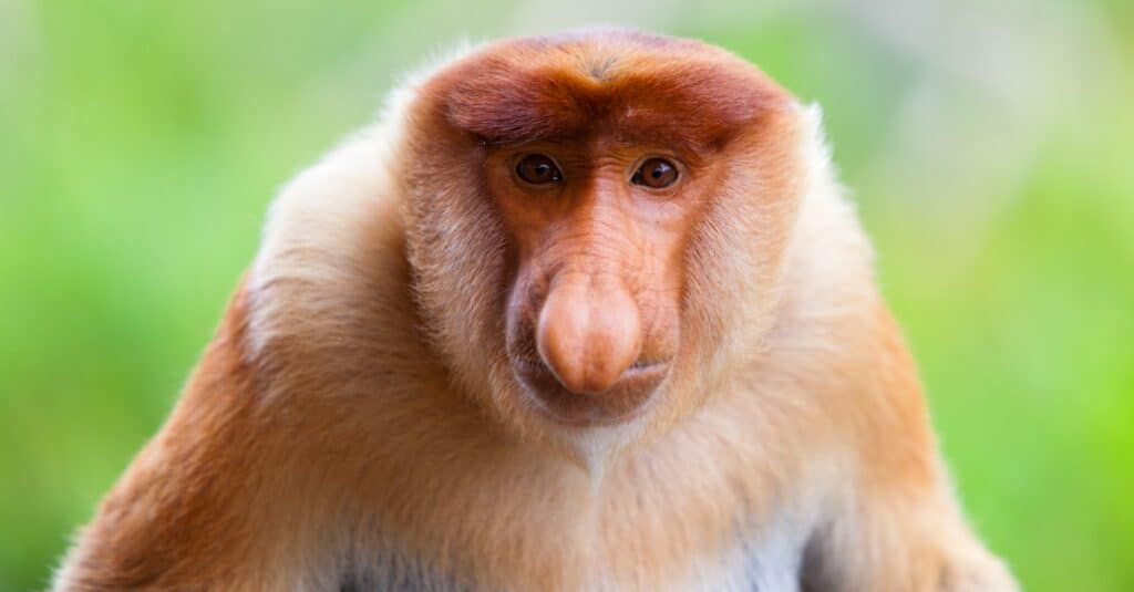 animals with big noses: proboscis monkey