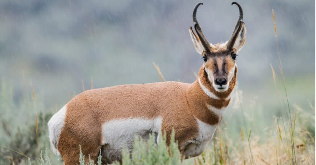 animals unique to North America:pronghorn