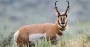 Pronghorn vs Antelope: What Are Their Differences? Picture