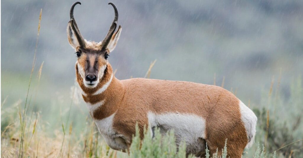 A large pronghorn in Montana can reach speeds up to 60 mph.