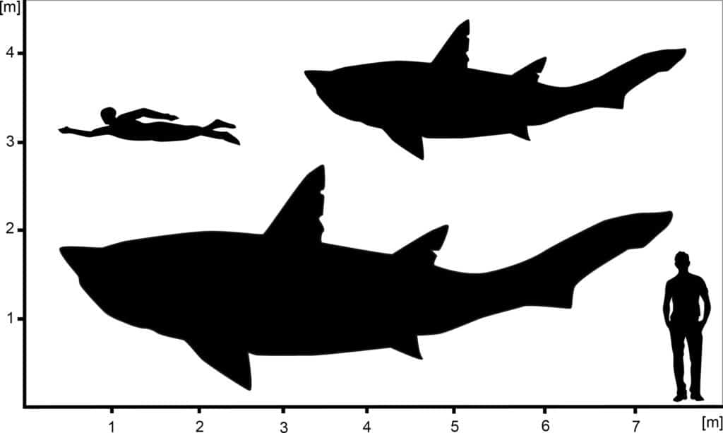 prehistoric shark size