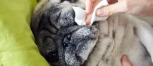 Top 5 Pet Wipes: Reviewed for 2021 Picture