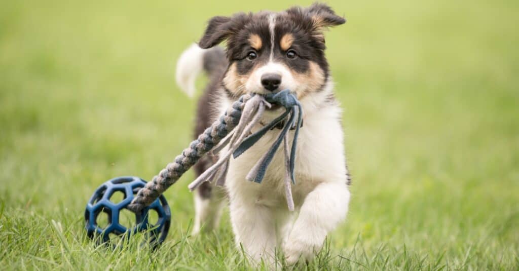 puppy training to fetch toy