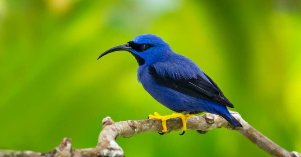 purple honeycreeper resting on small limb