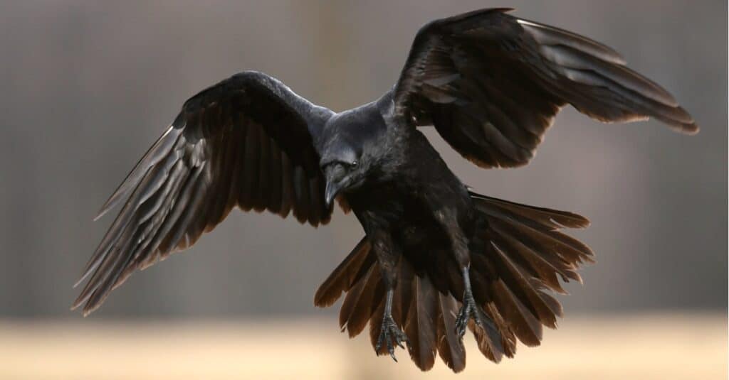 raven in flight