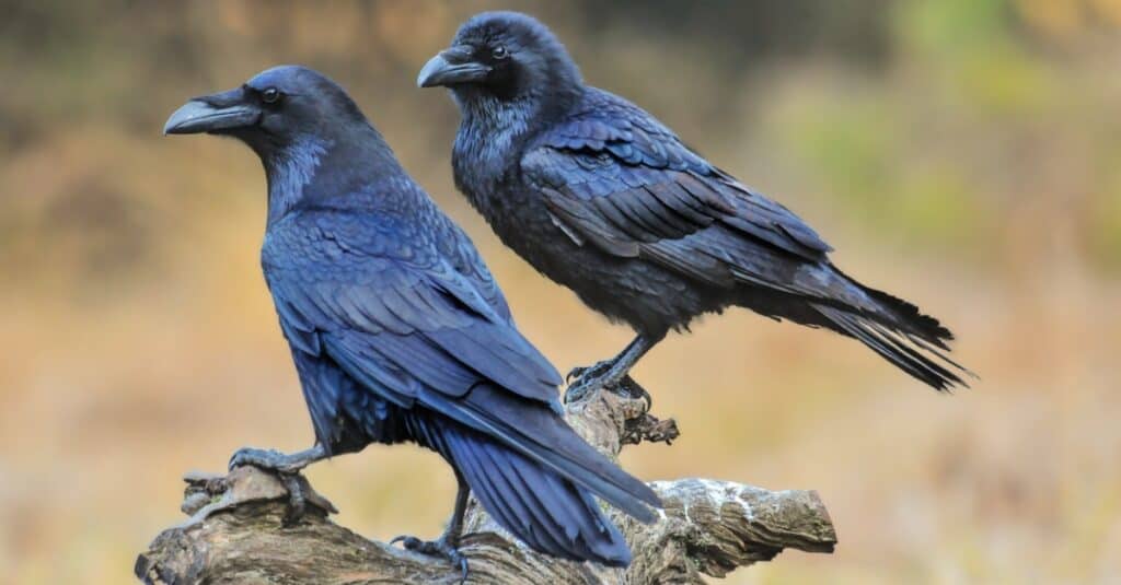 ravens perched together