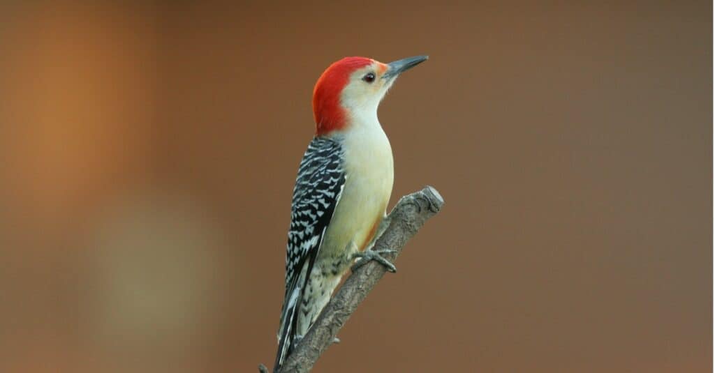 red bellied woodpecker on very end of branch