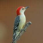 Red-bellied Woodpecker