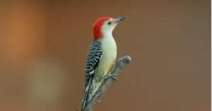8 Woodpeckers in Maryland (Pictures, ID Guide, and Common Locations) photo